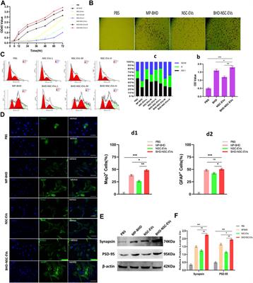 Extracellular vesicles from medicated plasma of Buyang Huanwu decoction-preconditioned neural stem cells accelerate neurological recovery following ischemic stroke